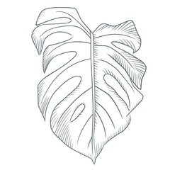 Vector illustration of monstera leaf sketch. 