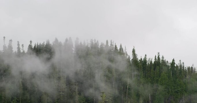 Landscape of a Pine tree forest hill during a misty day