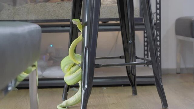 green tree python snake hangs from seat of stool Close-up python's head