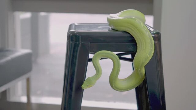 green tree python snake hangs from seat of stool Close-up python's head
