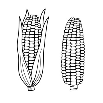 Corn outline simple illustration for menu. Hand drawn line sketch corn cob in leaves and naked isolated on white background