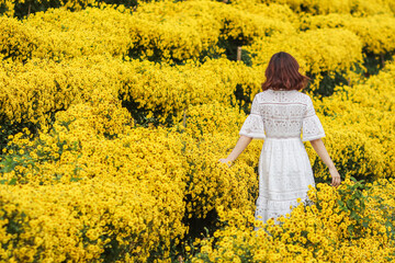 young woman happily walks alone in the morning alone in bright yellow chrysanthemum flower fields on the high hills of Chiang Mai and her visit to the chrysanthemum fields is only for short time.