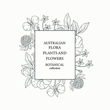 Sketch Australian native flowers frame