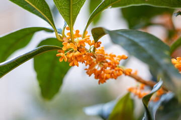 キンモクセイの花のクローズアップ