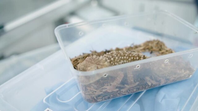Close-ups of Baby rough nob tailed gecko in plastic container