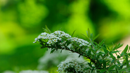 Spiraea. Close-up of garden flowers Spiraea flower. White spiraea flower, or gray. macro photo of nature, place for text. bright floral background