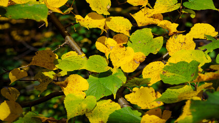 background with green and yellow autumn leaves. close-up, green, yellow leaves on a tree in the rays of the autumn sun. In the park on a sunny day. Beauty Fall Season Nature Scene.