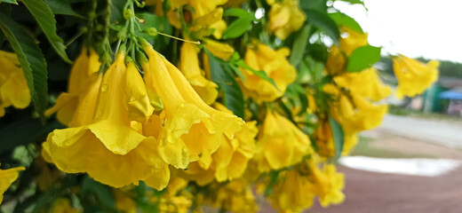 golden yellow flowers in the countryside