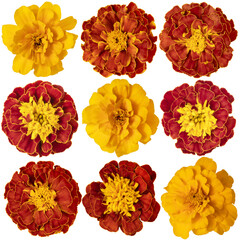 Set of different flowers of calendula close-up on a white background. Side view. Full depth of field. With clipping path.