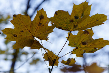 yellow tree leafs close-up in Fall season. Shallow depth of field. autumn park or forest. natural...