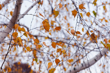 autumn birch leaves. beautiful autumn background. dry leaves. Birch trunk and leaves in autumn. in a park or forest. nature, season. selective focus
