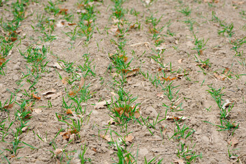 Young Wheat Sprouts. sown field. young green shoots. close-up. sow in autumn for winter. farming concept, good harvest. agricultural field. spring field work