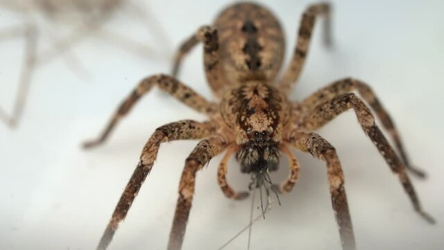 Macro Of Spiny False Wolf Spider Eating a Prey. close up  Zoropsidae - Mediterranean species