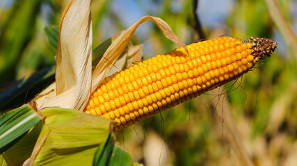 ears of corn and green leaves on a field background close-up. farm, A selective focus picture of corn cob in organic corn field. concept of good harvest, agricultural, yellow corn kernels