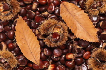 Chestnuts. Autumn mood. Food. Natural.