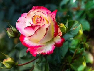 A white-red-yellow rose glows in the sun on a blurry green background of leaves