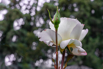 Fototapeta na wymiar A white rose and an unopened bud on a blurry background