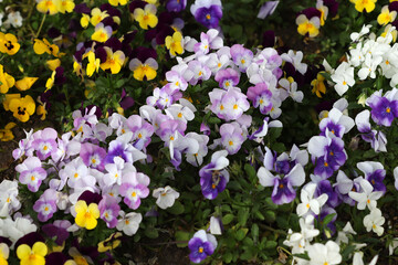 Blooming violets in the garden