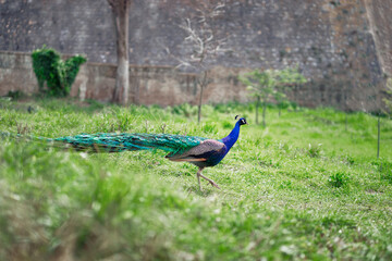 Obraz premium Beautiful male peacock on green grass.