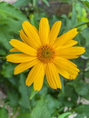False sunflower