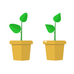 small new plant growin in a pot