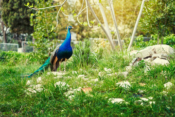 Obraz premium Beautiful male peacock on green grass.