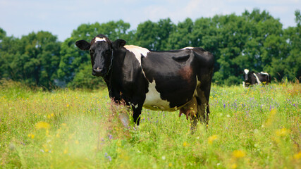 Dairy cow in the pasture. two cows. black and white young cow, stands on green grass. spring day. milk farm. home animal. cattle. the cow is grazing in the meadow. close-up