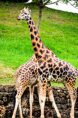 Naklejka na ściany i meble Two giraffes in the natural park of Cabarceno, Cantabria