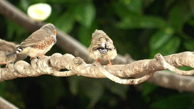 Male and female Zebra Finch birds sit in the tree and fly away. Close up. 4K 