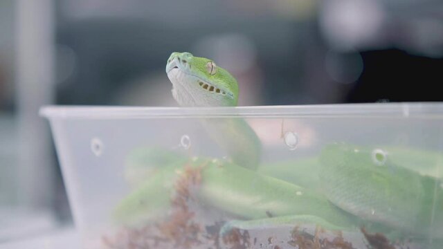 Green Tree Python: curled up in plastic tub