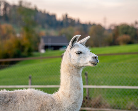 a white alpaca on a meadow