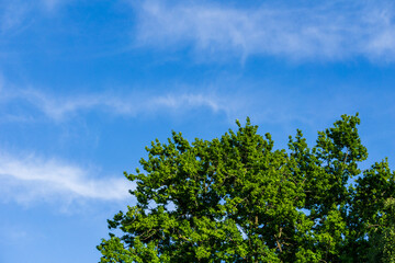 The top of big green tree against the blue sky with white clouds spring time