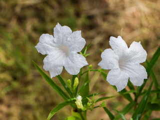 White flowers on a blurred background. The concept is soft, gentle, pure.