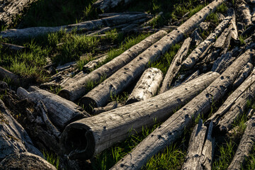 Fototapeta na wymiar very old wooden gray logs dry on sun nature background