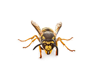 Vespula germanica in studio