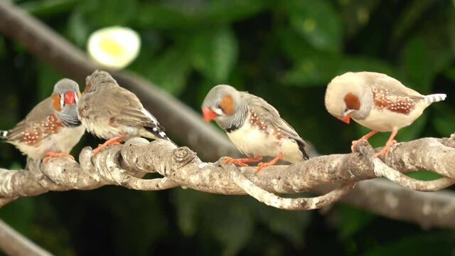 Male and female Zebra Finch birds sit in the tree and fly away. Close up. 4K 