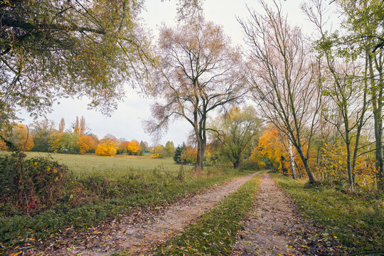 Chemin rural, paysage d'automne