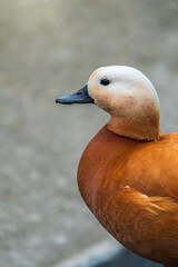 Ruddy shelduck Tadorna ferruginea stands on stone pavement
