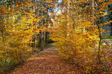 fall in the forest