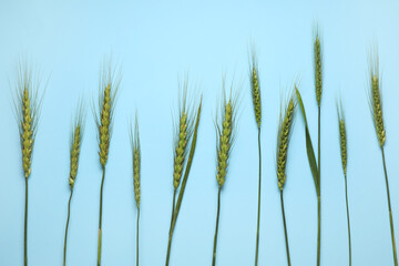 Green wheat spikelets on color background