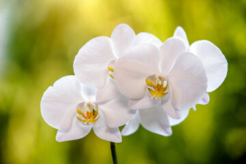 White Orchid branch on green natural background
