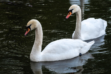 Two graceful white swans swim in the dark water.