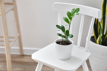 Chair with houseplant in modern room