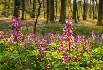 flowers in wood