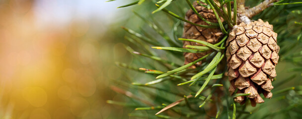 christmas background with pine branch and bokeh