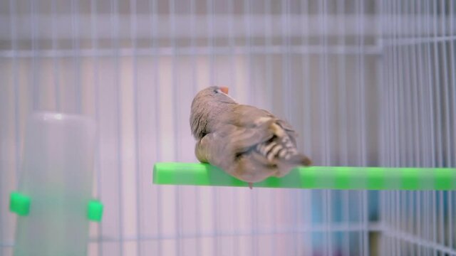 Zebra finch in cage.