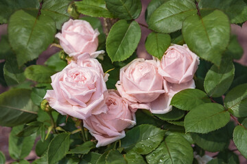 Rose Madeleine Faivre. Selected sorts of exquisite roses for parks, gardens, beds, borders, decoration