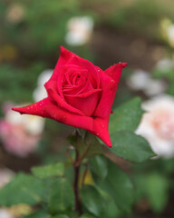 Rose Bob Hope in the Rosarium in Germany. Selected sorts of exquisite roses for parks, gardens, beds, borders, decoration