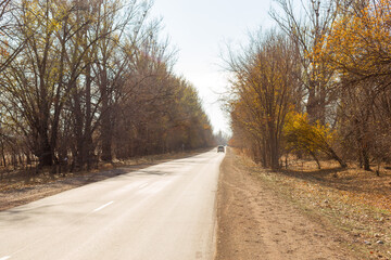 asphalt road surrounded by trees on a sunny autumn day