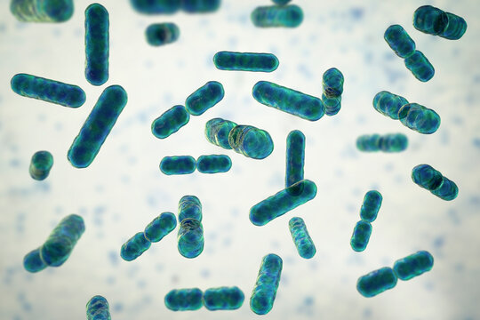 Bacteria Bacteroides, 3D illustration